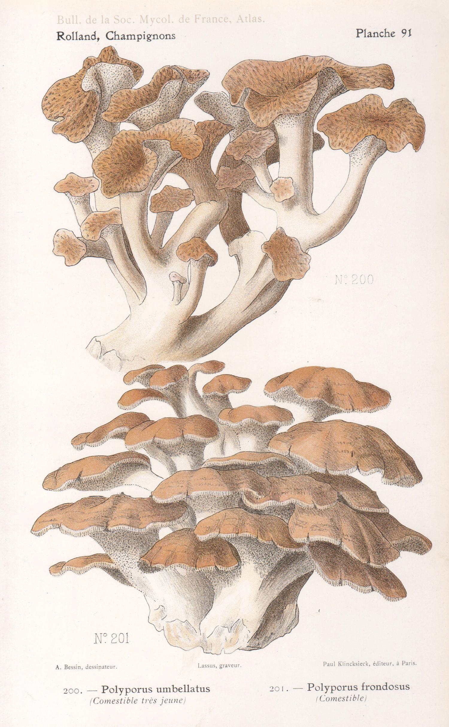 Lassus after Aimé Bessin Still-Life Print – Champignons, Französische chromolithographie antiker Pilz fungi, 1910