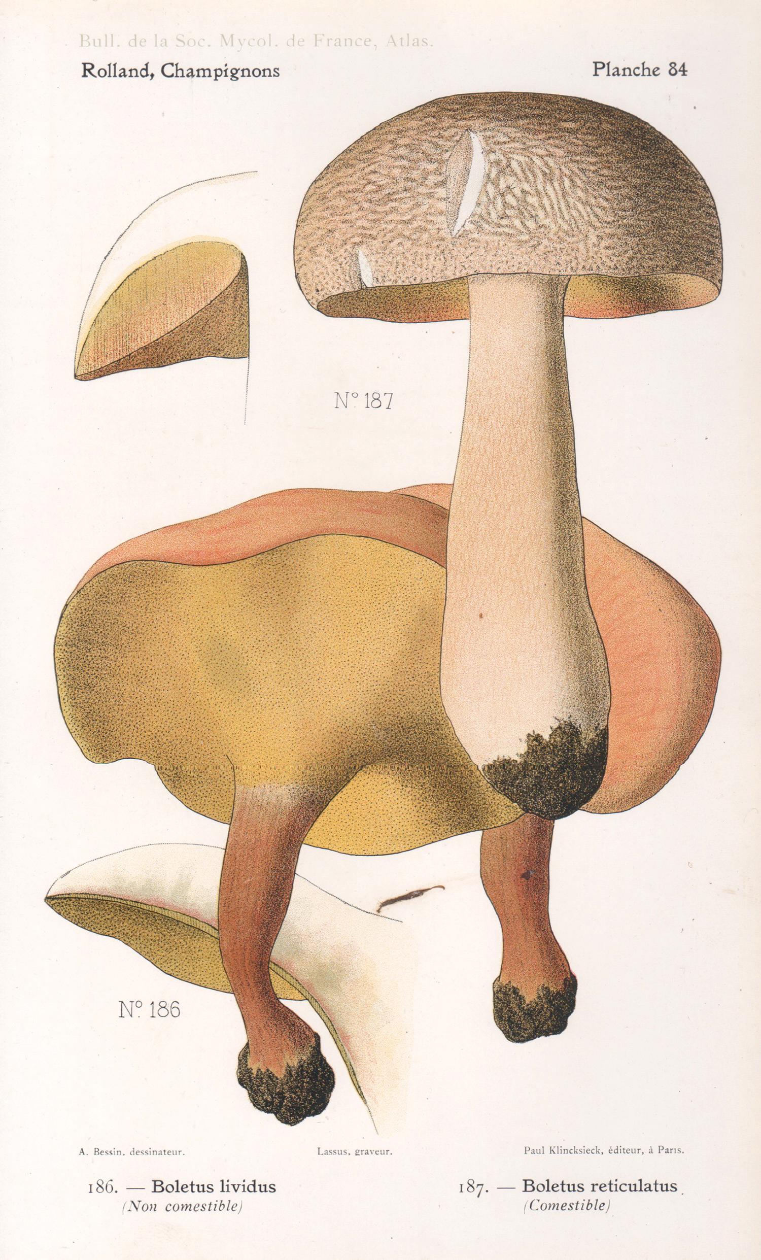 Lassus after Aimé Bessin Print – Champignons, Französische chromolithographie antiker Pilz fungi, 1910