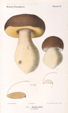 Champignons, chromolithographie française ancienne de champignons champignons, 1910