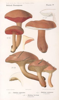 Champignons, French antique mushroom fungi chromolithograph, 1910