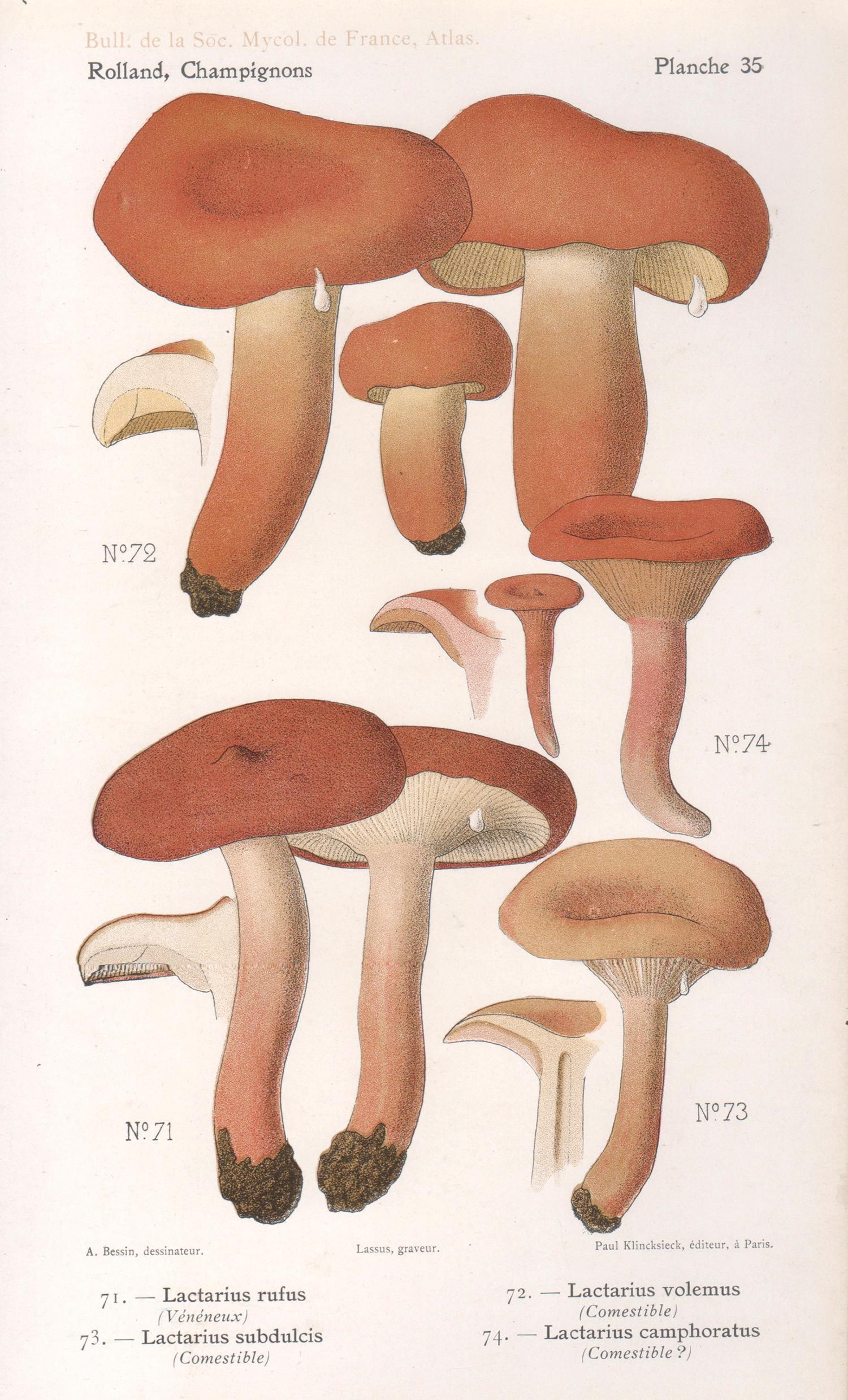 Lassus after Aimé Bessin Print – Champignons, Französische chromolithographie antiker Pilz fungi, 1910