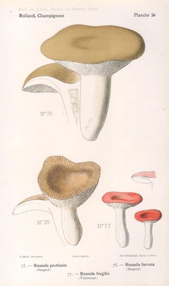 Champignons, French antique mushroom fungi chromolithograph, 1910