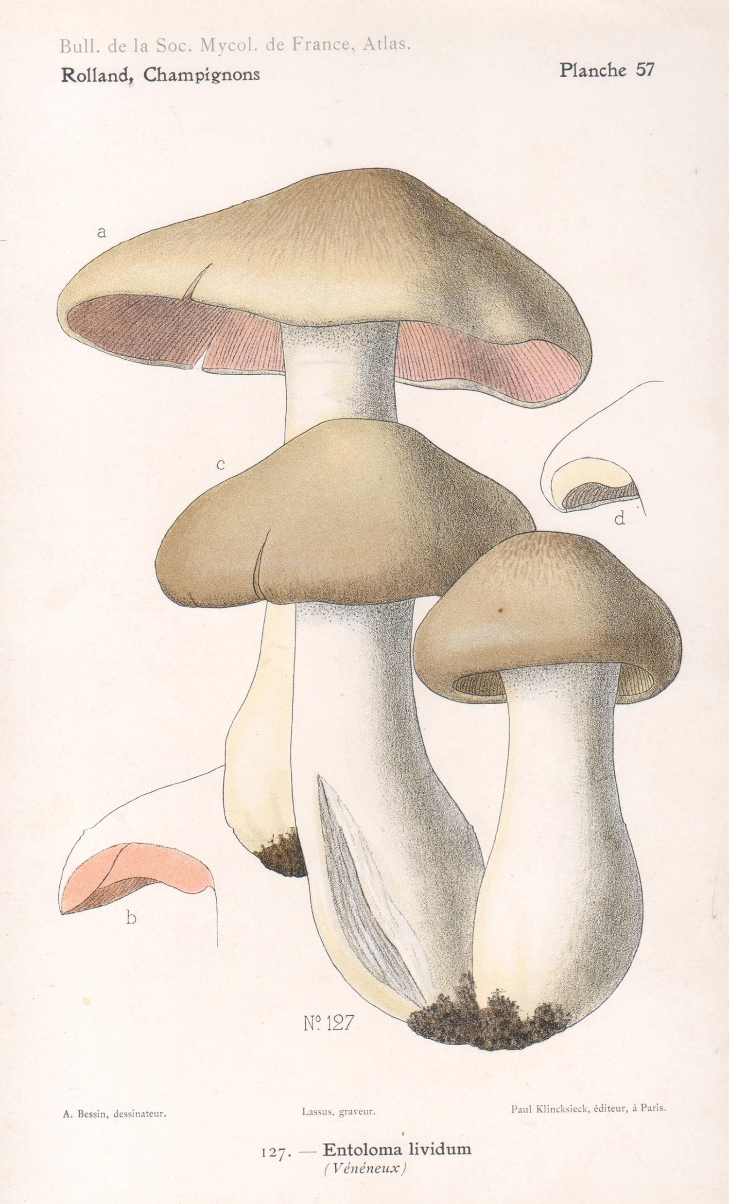 Champignons, French antique mushroom fungi chromolithograph, 1910