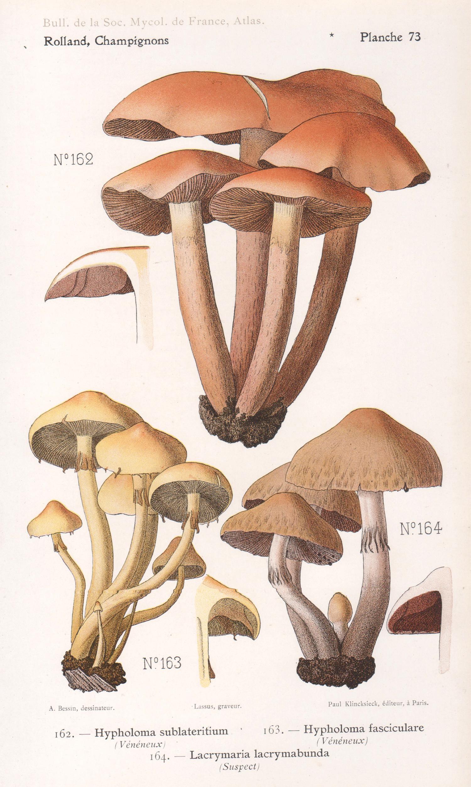 Lassus after Aimé Bessin Print - Champignons, French antique mushroom fungi chromolithograph, 1910