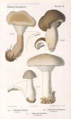 Champignons, French antique mushroom fungi chromolithograph, 1910