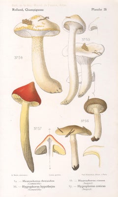 Champignons, Französische chromolithographie antiker Pilz fungi, 1910