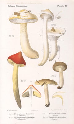 Champignons, French antique mushroom fungi chromolithograph, 1910