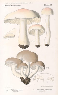 Champignons, French antique mushroom fungi chromolithograph, 1910