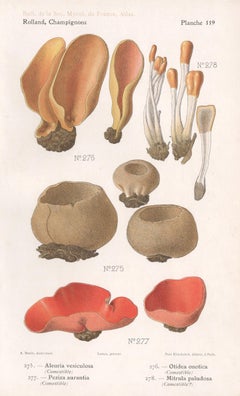 Champignons, French antique mushroom fungi chromolithograph, 1910