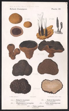 Champignons, French antique mushroom truffle fungi chromolithograph, 1910