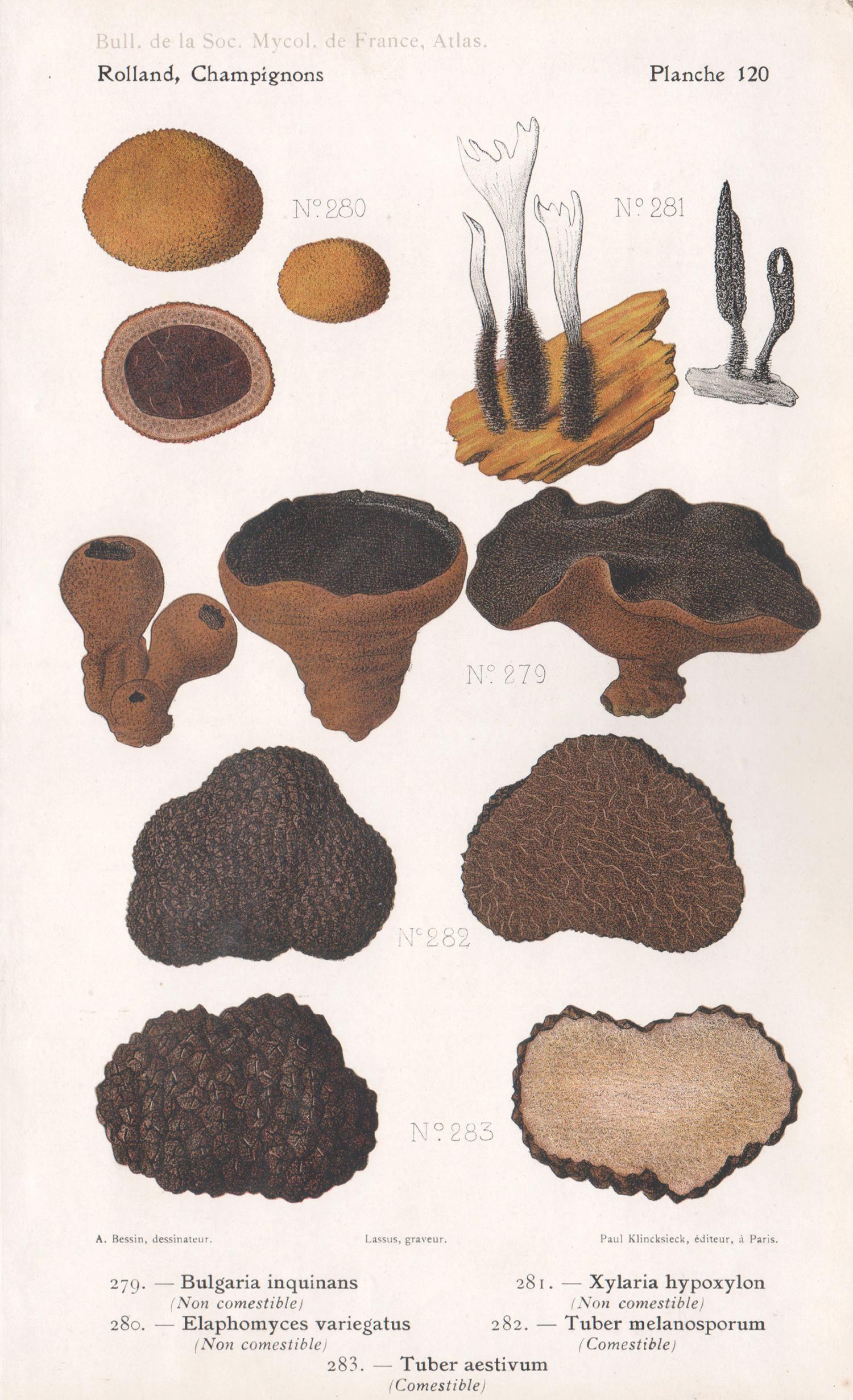 Print de Lassus after Aimé Bessin - Champignons, cromolitografía francesa antigua de hongos trufados, 1910