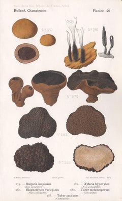 Champignons, French antique mushroom truffle fungi chromolithograph, 1910