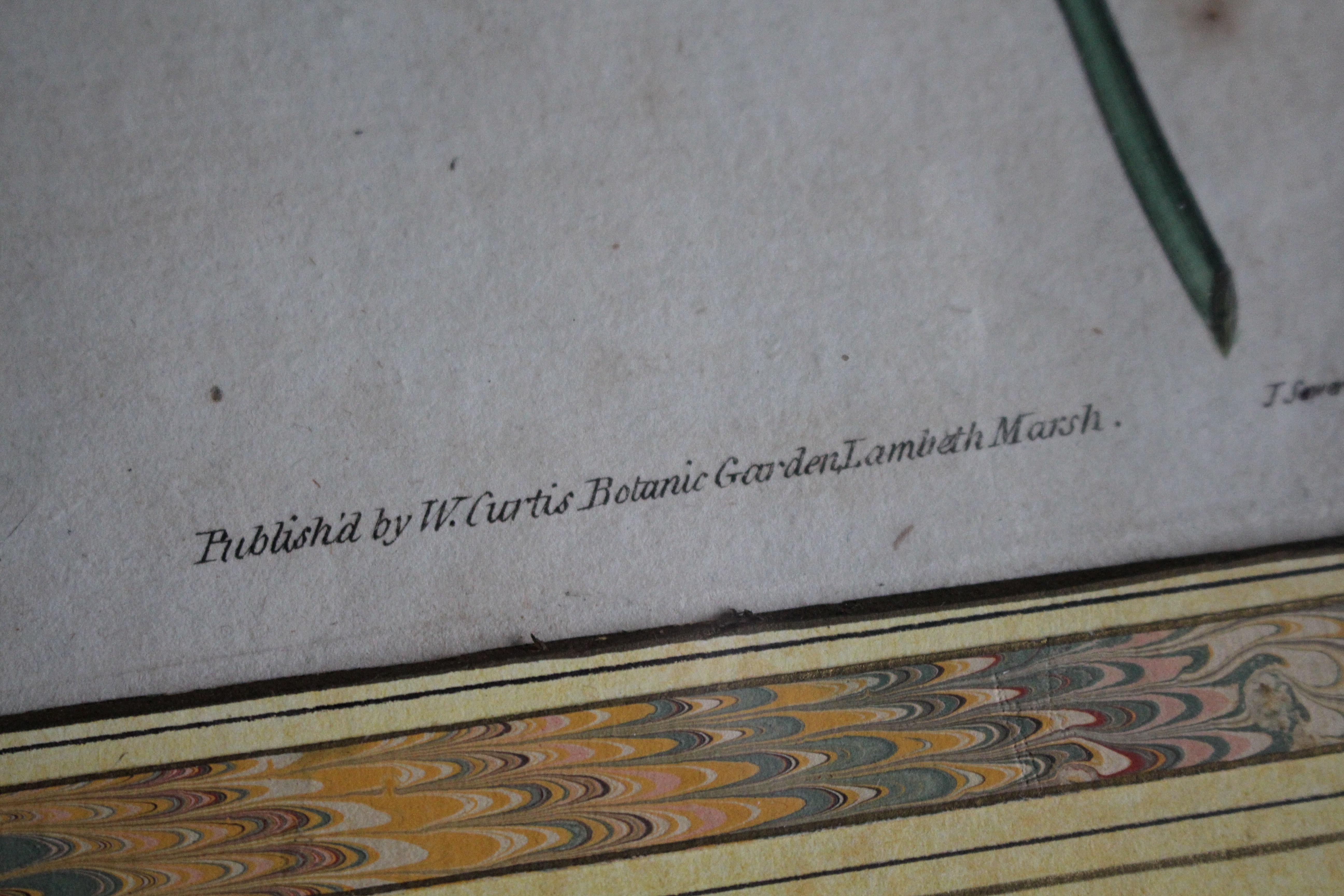 Late 18 C W.Curtis Hand Coloured Botanical Lithograph Plates Faux Marble Mounts For Sale 2