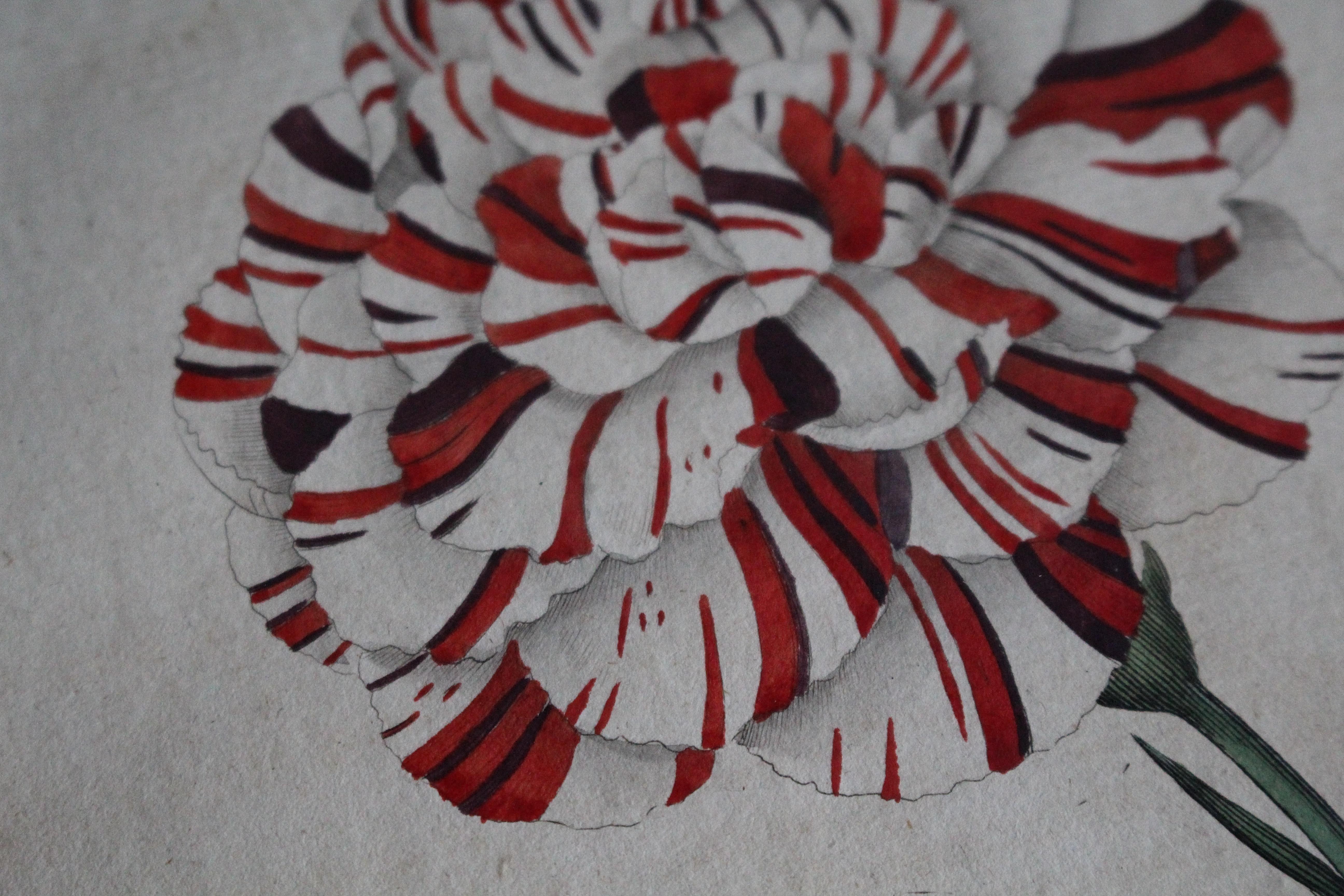 Late 18 C W.Curtis Hand Coloured Botanical Lithograph Plates Faux Marble Mounts For Sale 4