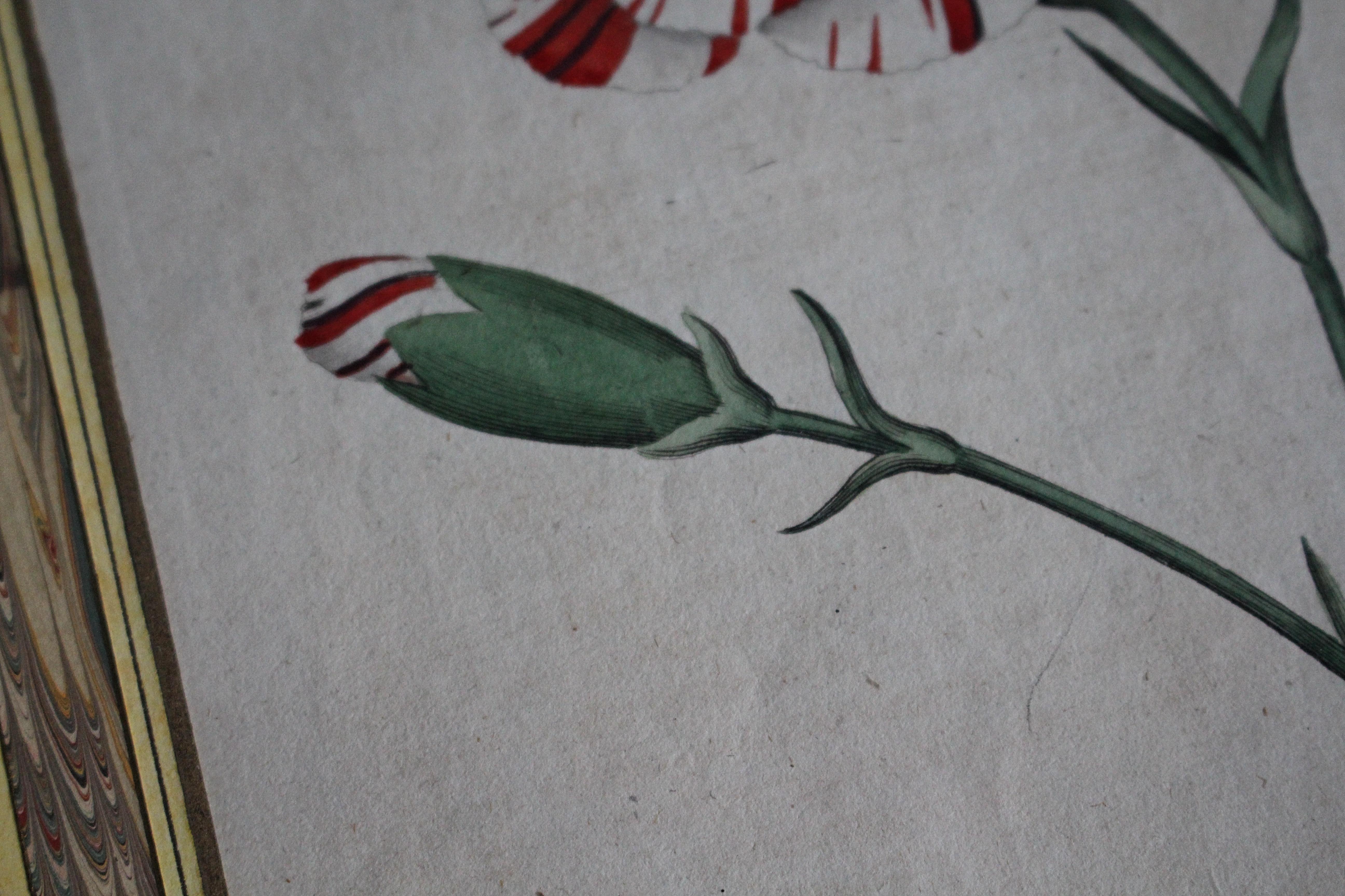 Late 18 C W.Curtis Hand Coloured Botanical Lithograph Plates Faux Marble Mounts For Sale 5