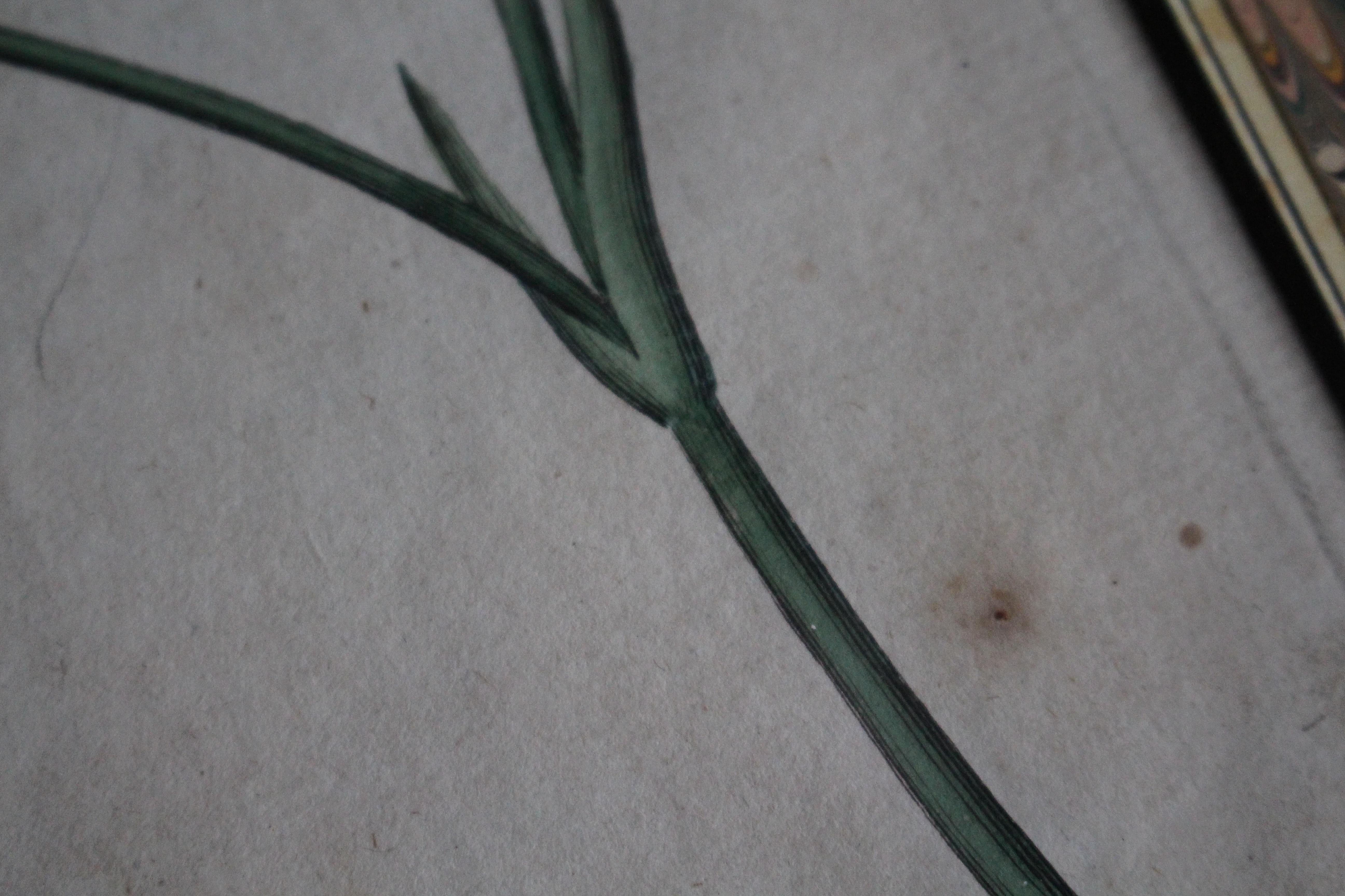 Late 18 C W.Curtis Hand Coloured Botanical Lithograph Plates Faux Marble Mounts For Sale 6