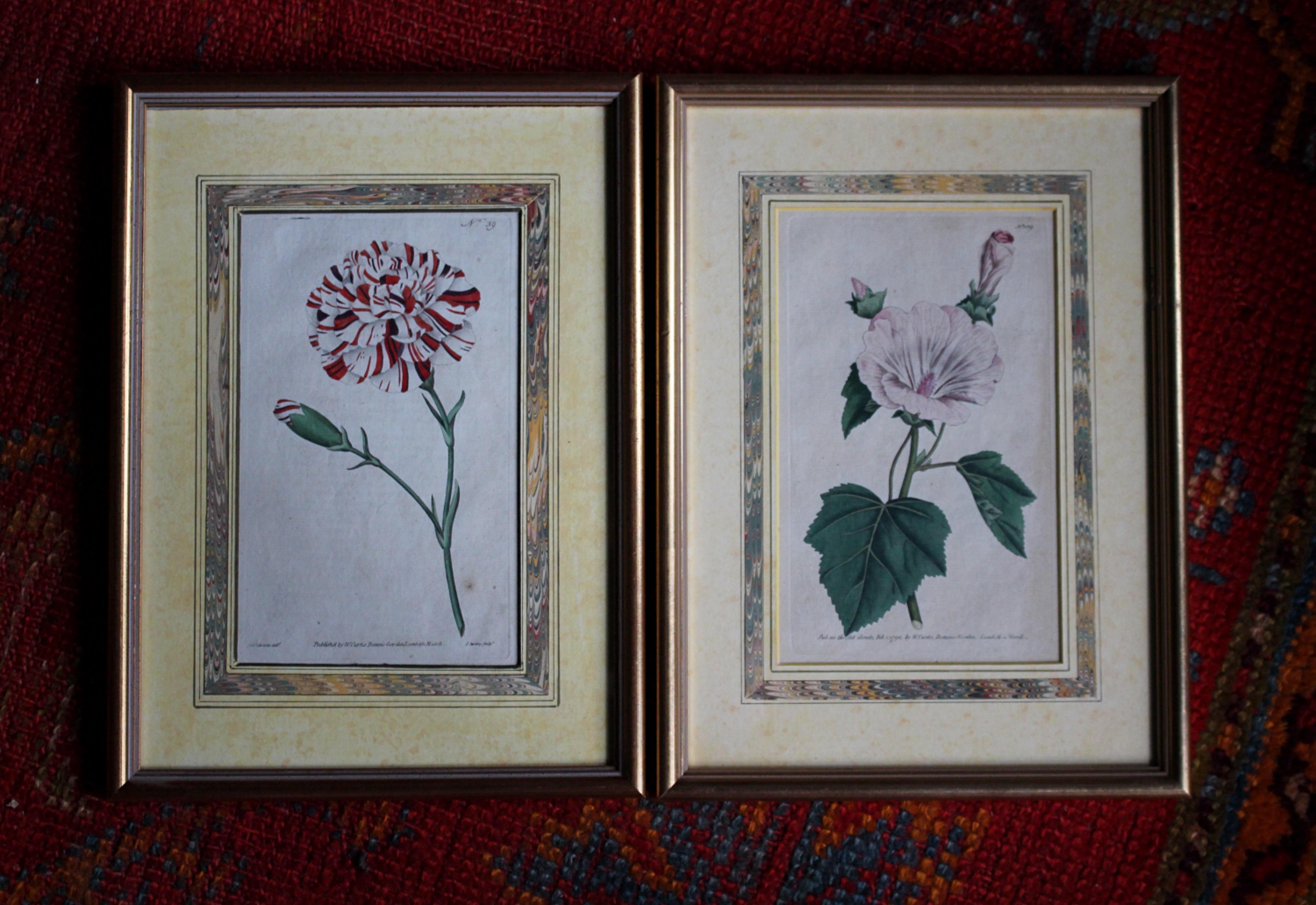Decorative pair of late 18th century hand coloured lithograph plates of a Franklin Tartar and Black Hellebore.

Originally both part of the botanical book Flower Garden Displayed by William Curtis (1746-1799) and published by J.Sowerby of London