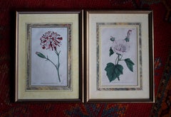 Late 18 C W.Curtis Hand Coloured Botanical Lithograph Plates Faux Marble Mounts