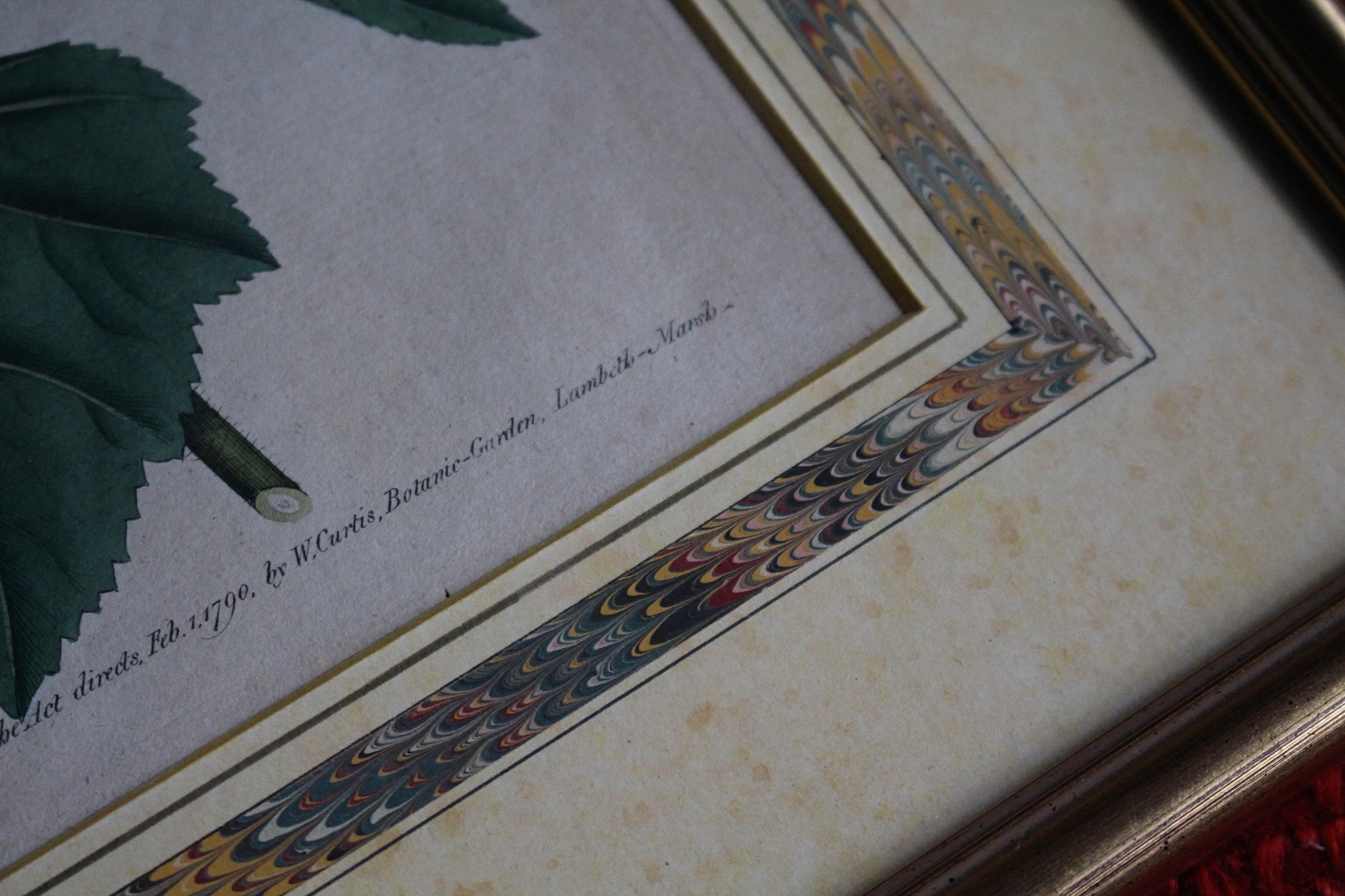 George III Late 18 C W.Curtis Hand Coloured Botanical Lithograph Plates Faux Marble Mounts For Sale