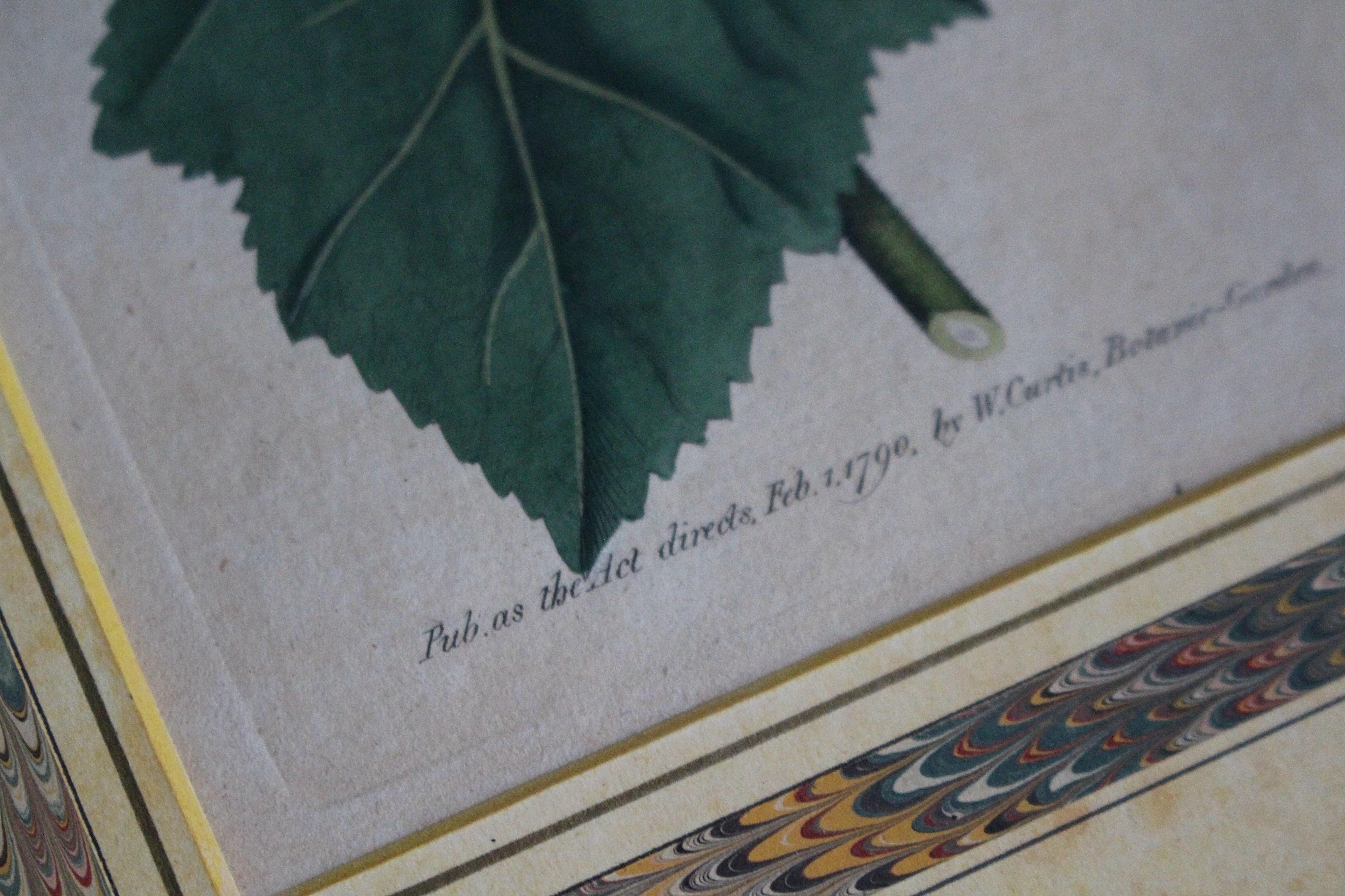 English Late 18 C W.Curtis Hand Coloured Botanical Lithograph Plates Faux Marble Mounts For Sale