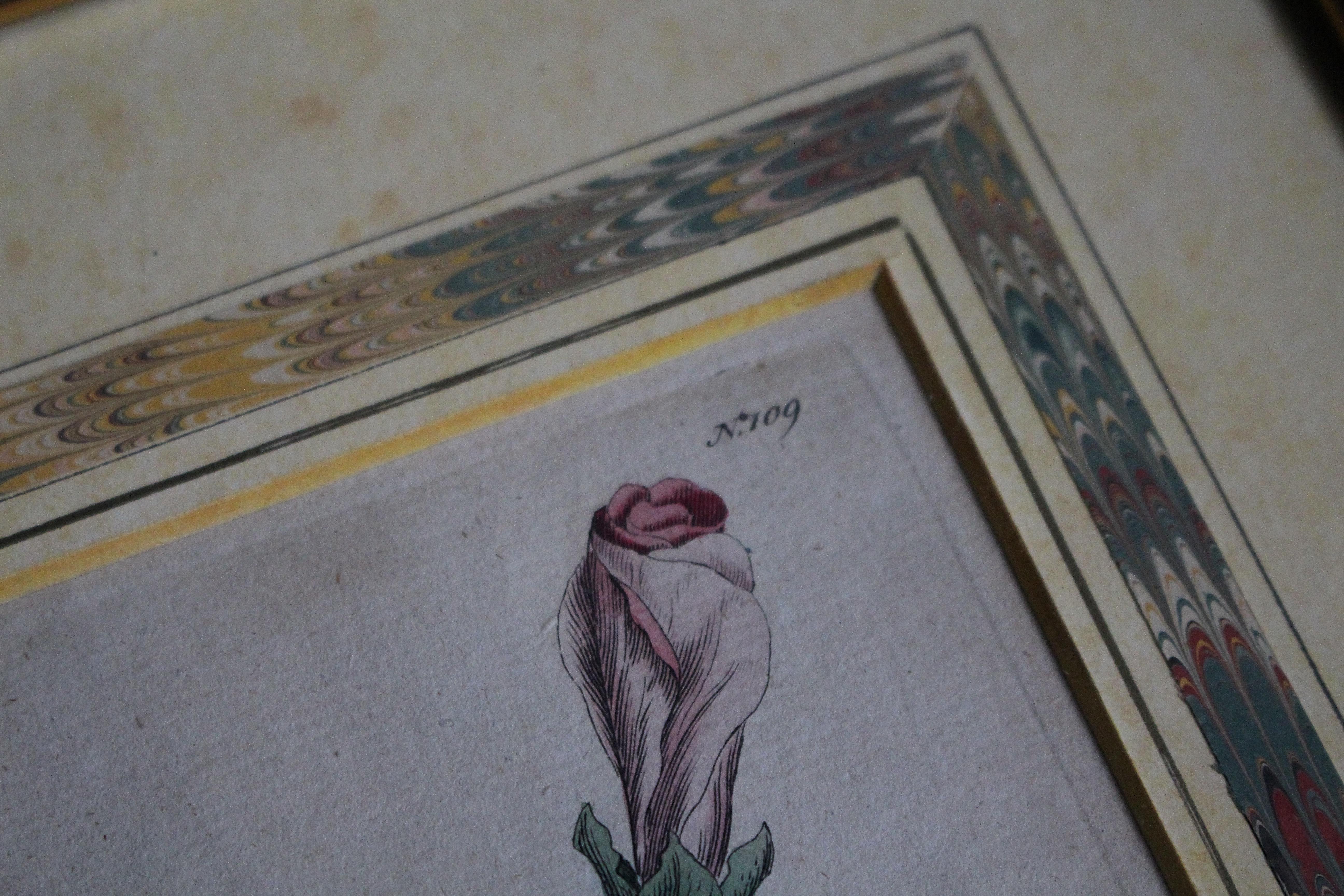 Engraved Late 18 C W.Curtis Hand Coloured Botanical Lithograph Plates Faux Marble Mounts For Sale