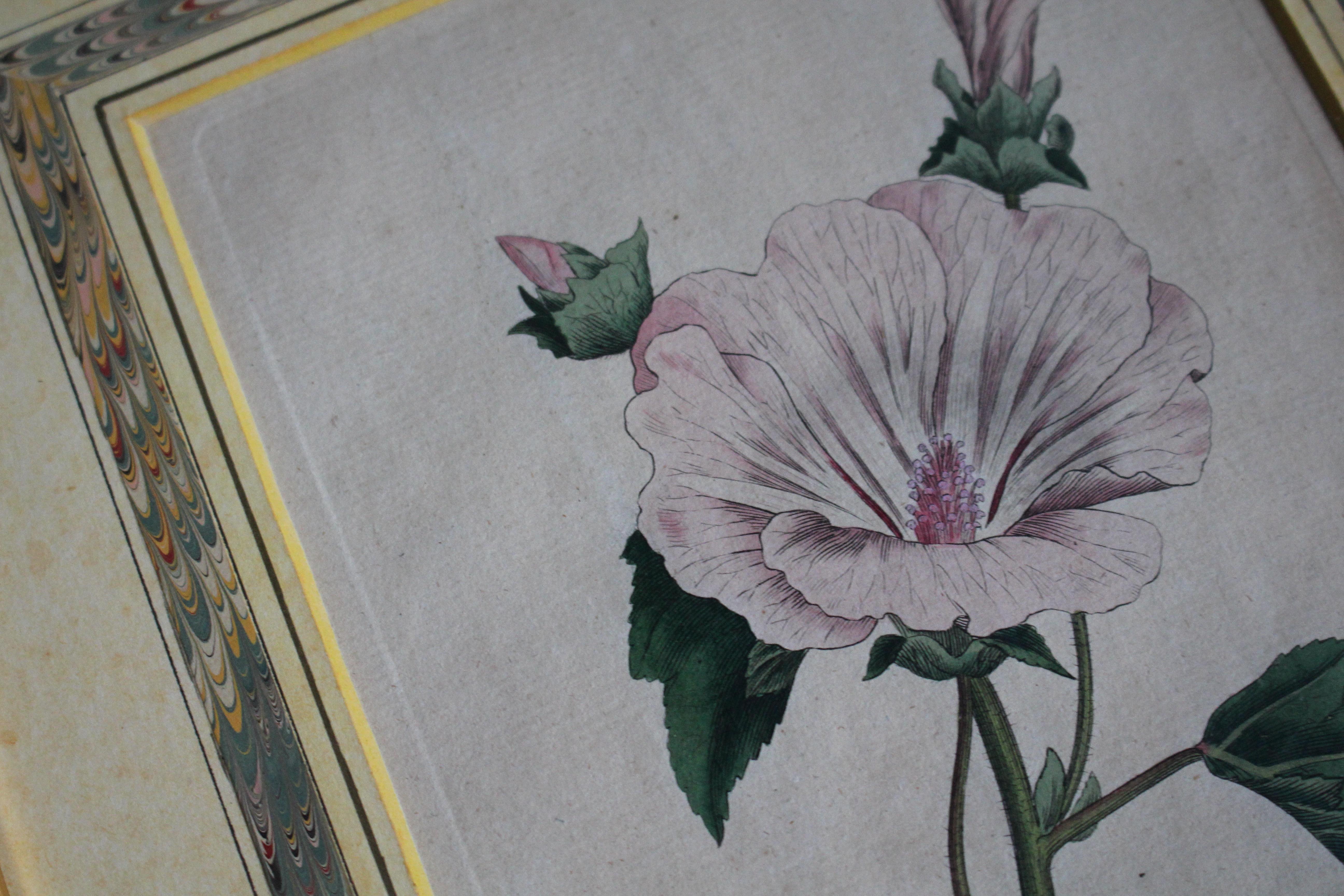 Late 18 C W.Curtis Hand Coloured Botanical Lithograph Plates Faux Marble Mounts In Good Condition For Sale In Lowestoft, GB