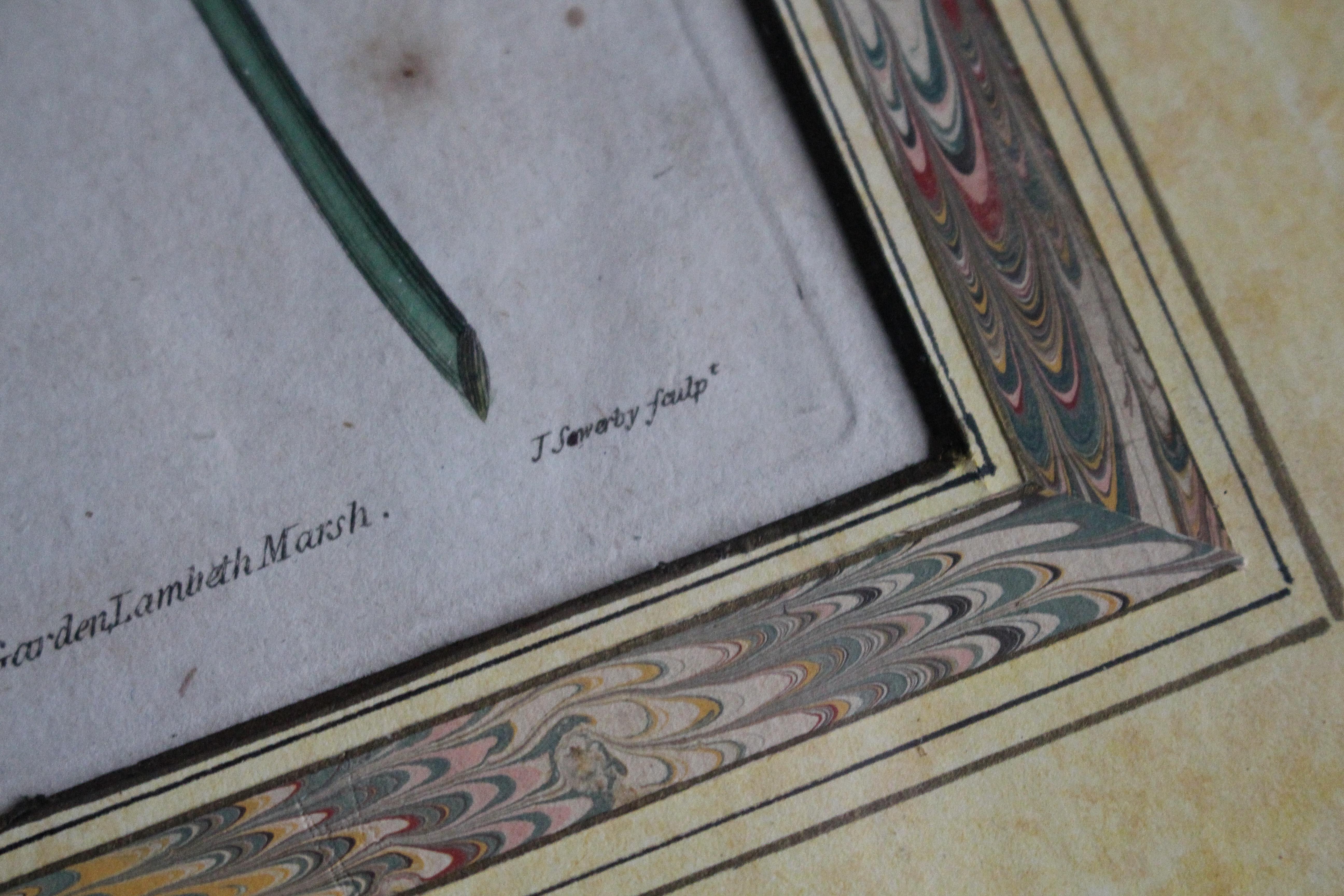 Paper Late 18 C W.Curtis Hand Coloured Botanical Lithograph Plates Faux Marble Mounts For Sale
