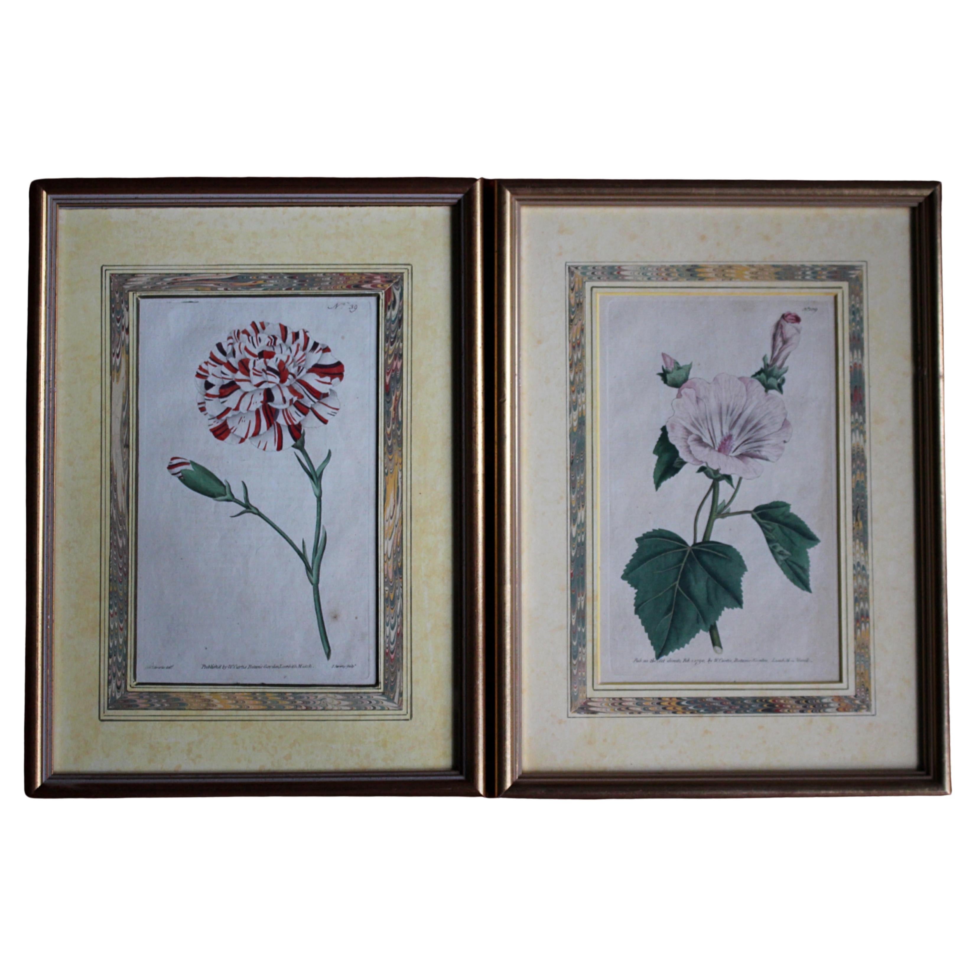 Piastre litografiche botaniche colorate a mano di W.Curtis della fine del 18° secolo, montate su finto marmo