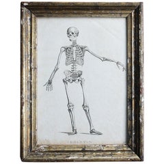 Late 18th Century Engraving Human Skeleton by James Neagle Memento Mori