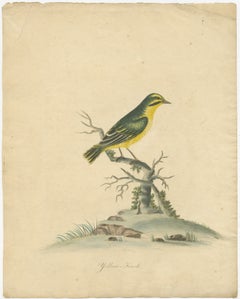 Gravure sur cuivre colorée à la main de la fin du XVIIIe siècle représentant le pinson jaune, 1794