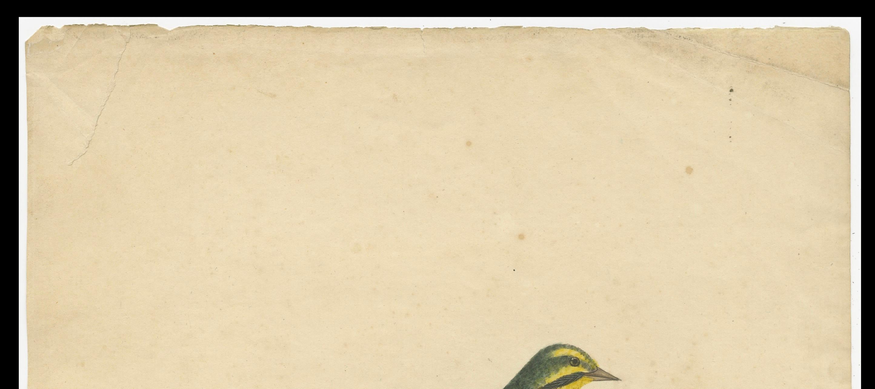 Engraved Late 18th-century Hand-Colored Copperplate Engraving of the Yellow Finch, 1794 For Sale
