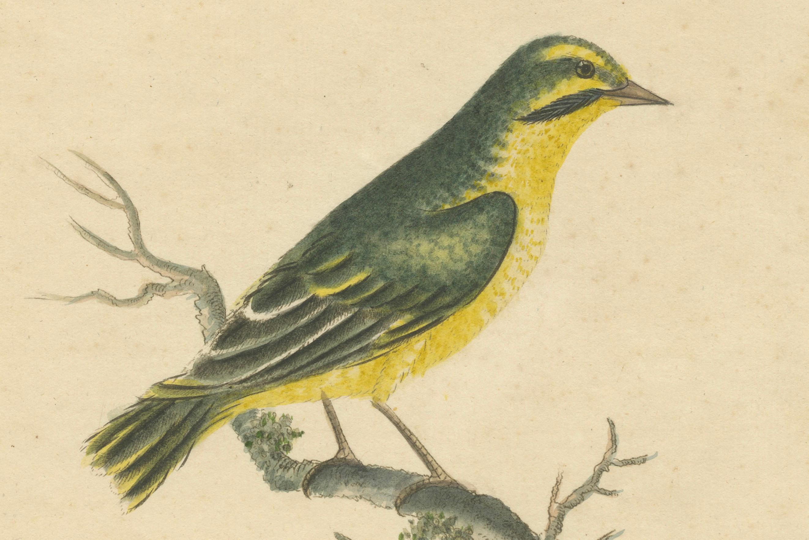 Late 18th Century Late 18th-century Hand-Colored Copperplate Engraving of the Yellow Finch, 1794 For Sale
