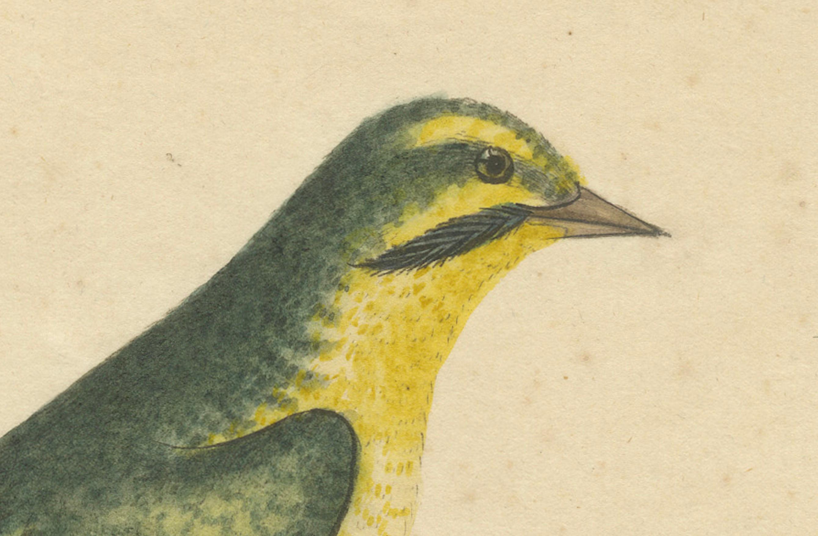 Paper Late 18th-century Hand-Colored Copperplate Engraving of the Yellow Finch, 1794 For Sale