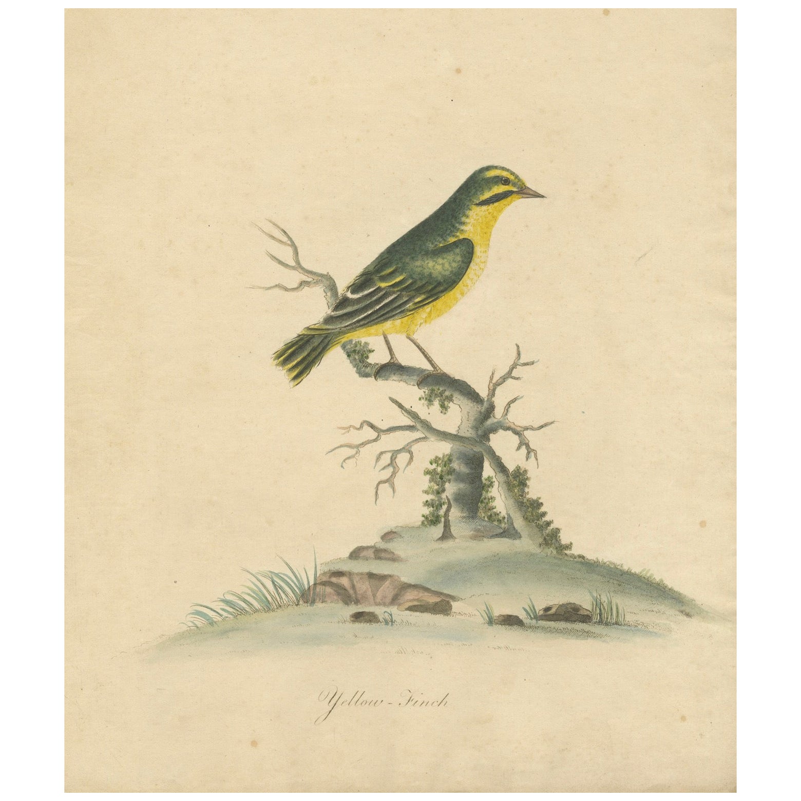 Handkolorierte Kupferplattengravur des späten 18. Jahrhunderts mit gelbem Finch, 1794