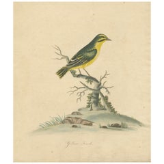 Handkolorierte Kupferplattengravur des späten 18. Jahrhunderts mit gelbem Finch, 1794