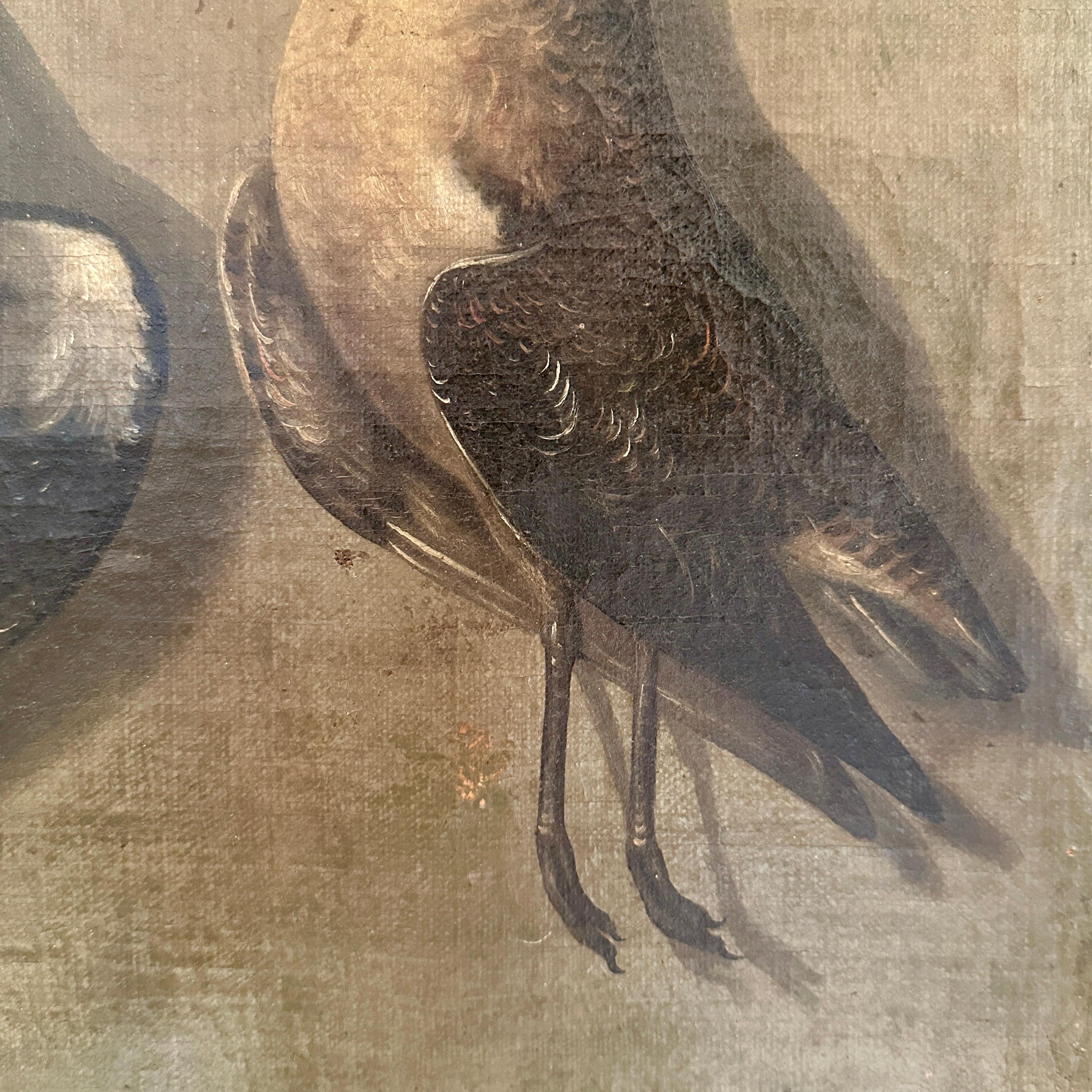 Late 18th Century Realism Still-Life Oil Painting of Birds, Heinrich Lihl, 1780 For Sale 3