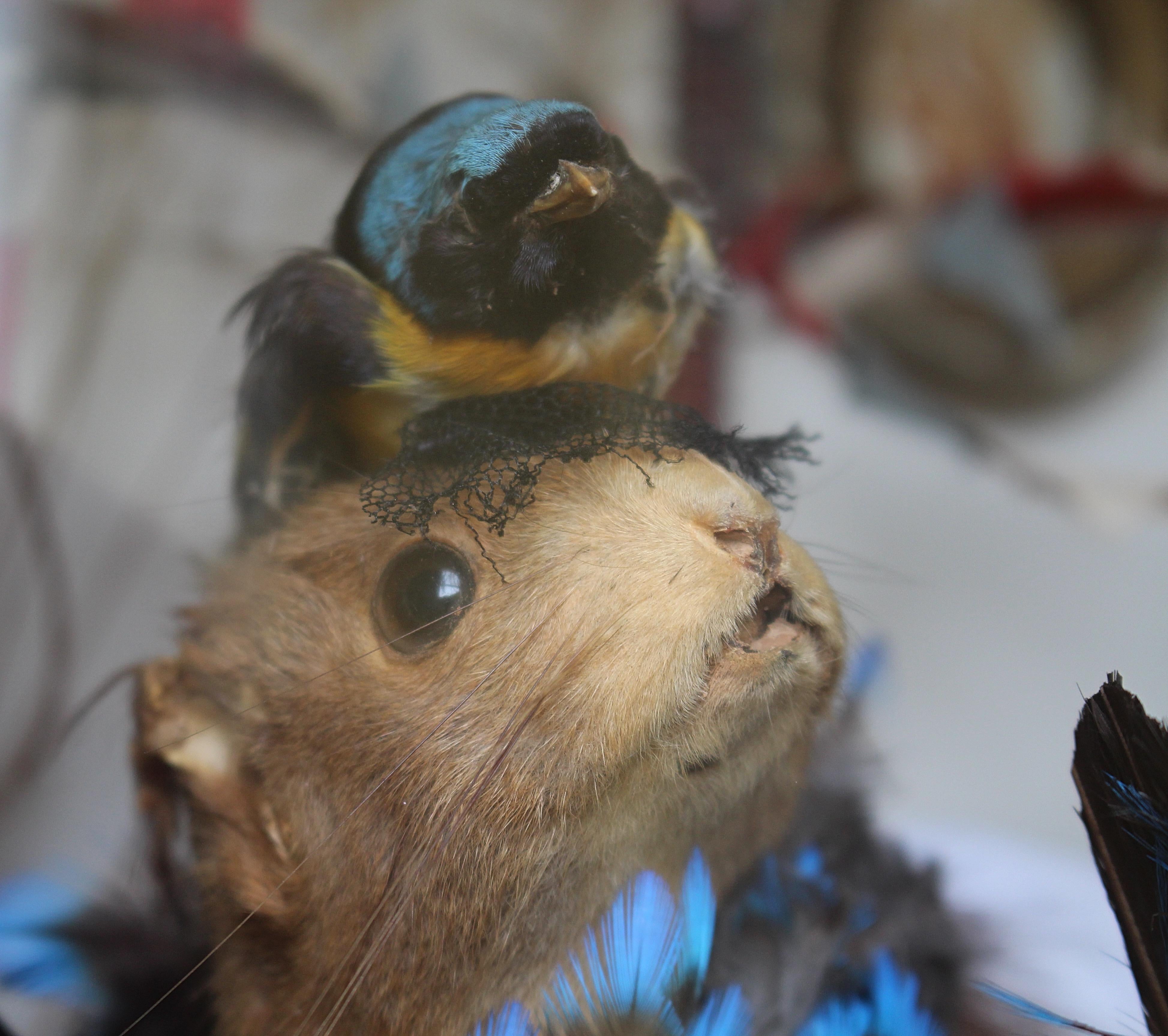 Artiste de scène de taxidermie anthropomorphe de la fin du 19e siècle par William Drew en vente 6