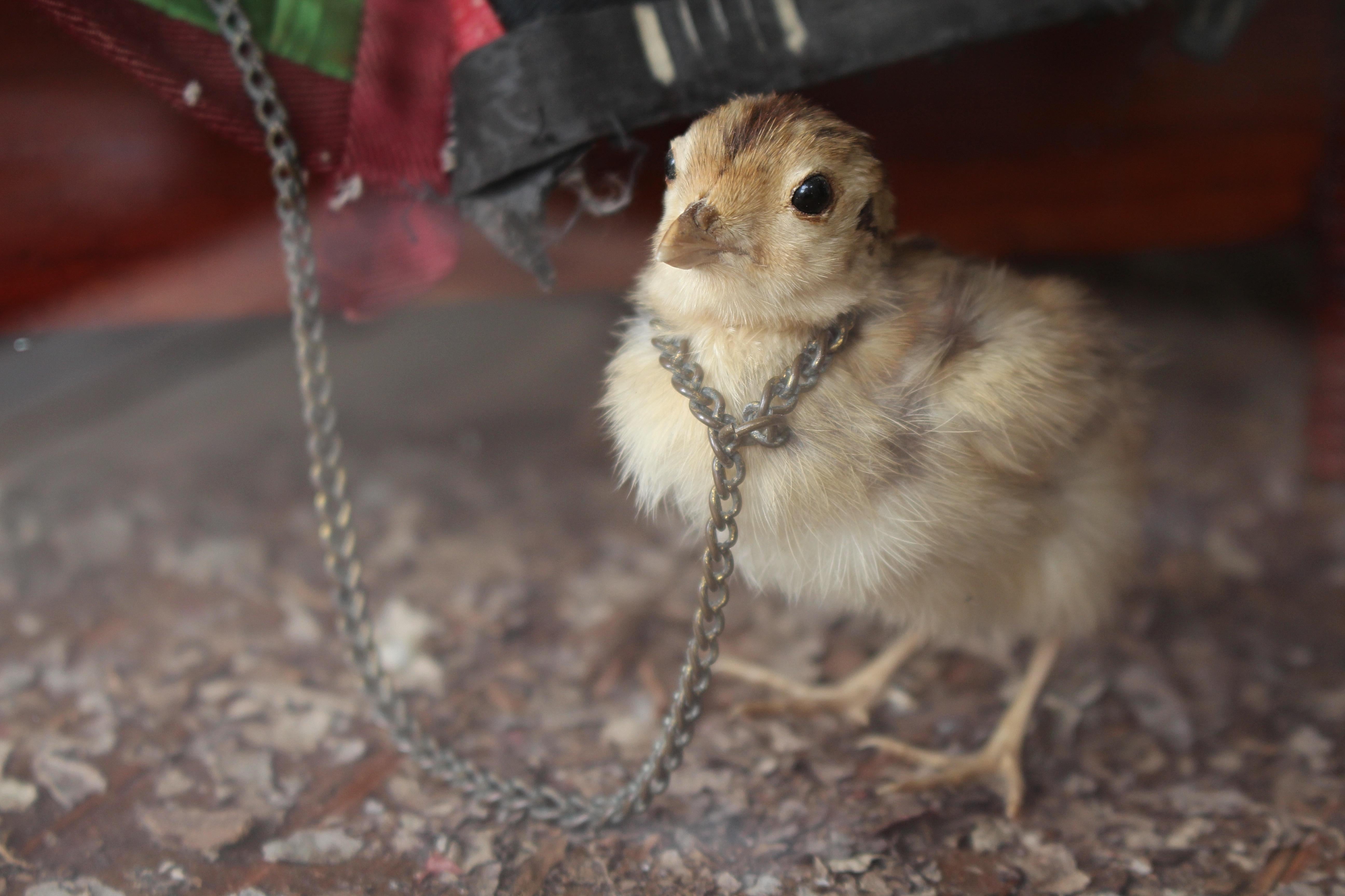 Artiste de scène de taxidermie anthropomorphe de la fin du 19e siècle par William Drew en vente 1