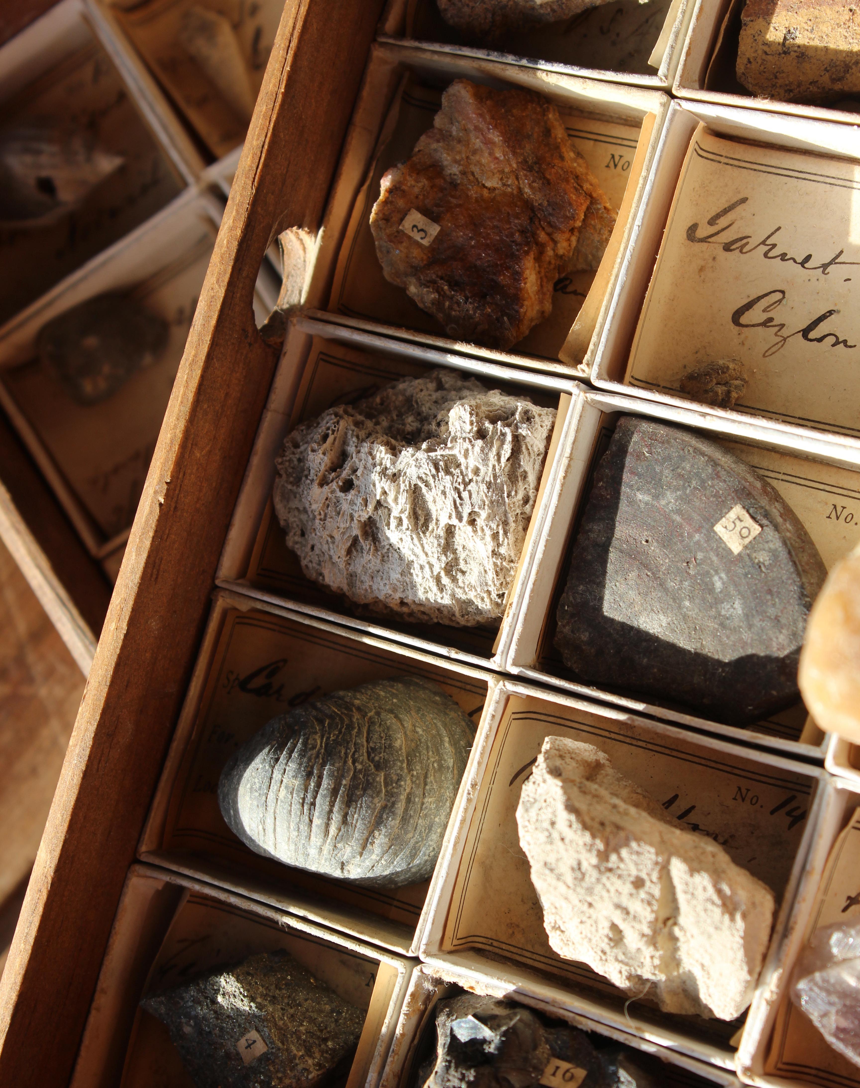 Late 19th C Gregory Bottley Scientific Collection of Mineral Fossils Shell  For Sale 4
