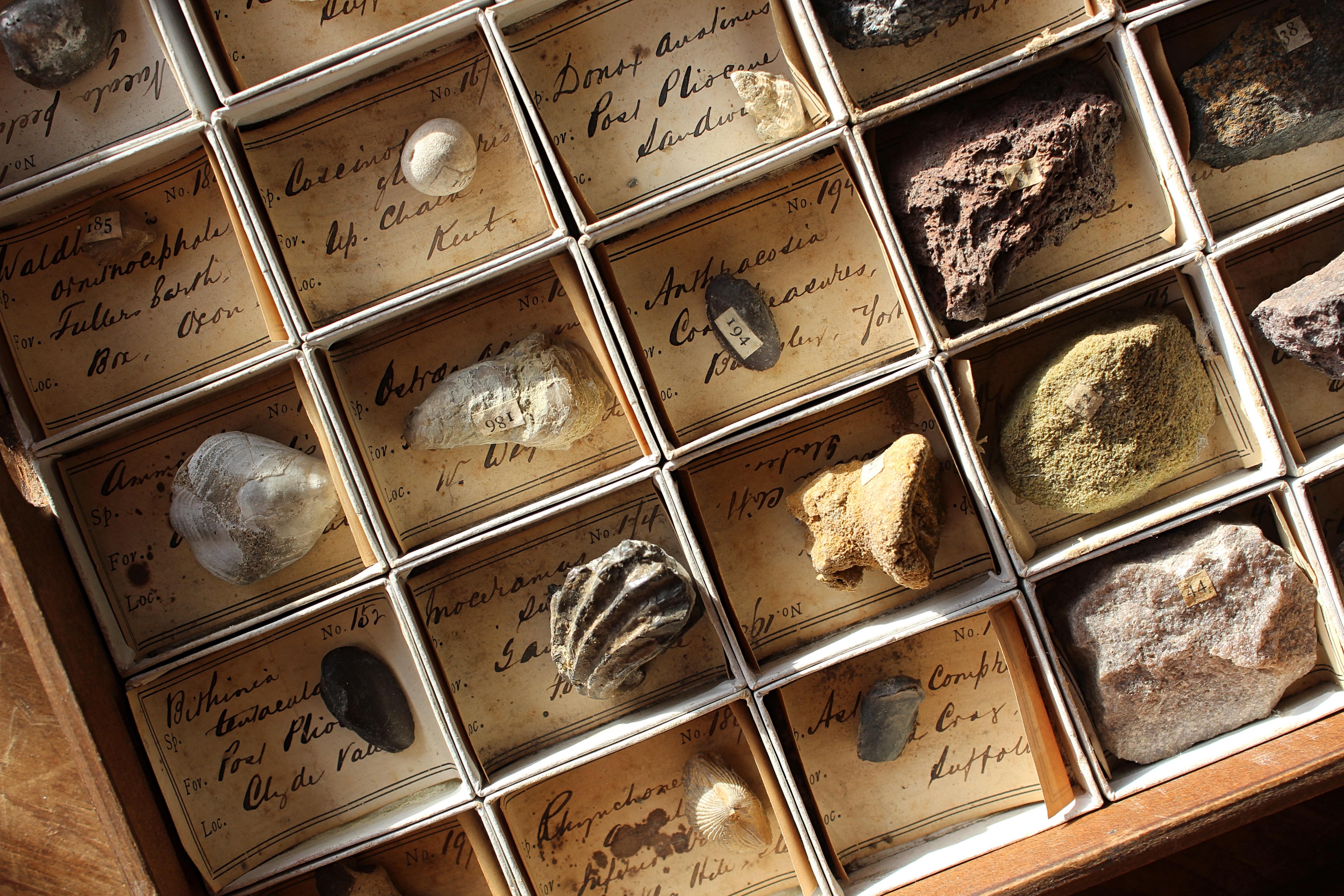 Late 19th C Gregory Bottley Scientific Collection of Mineral Fossils Shell  For Sale 7