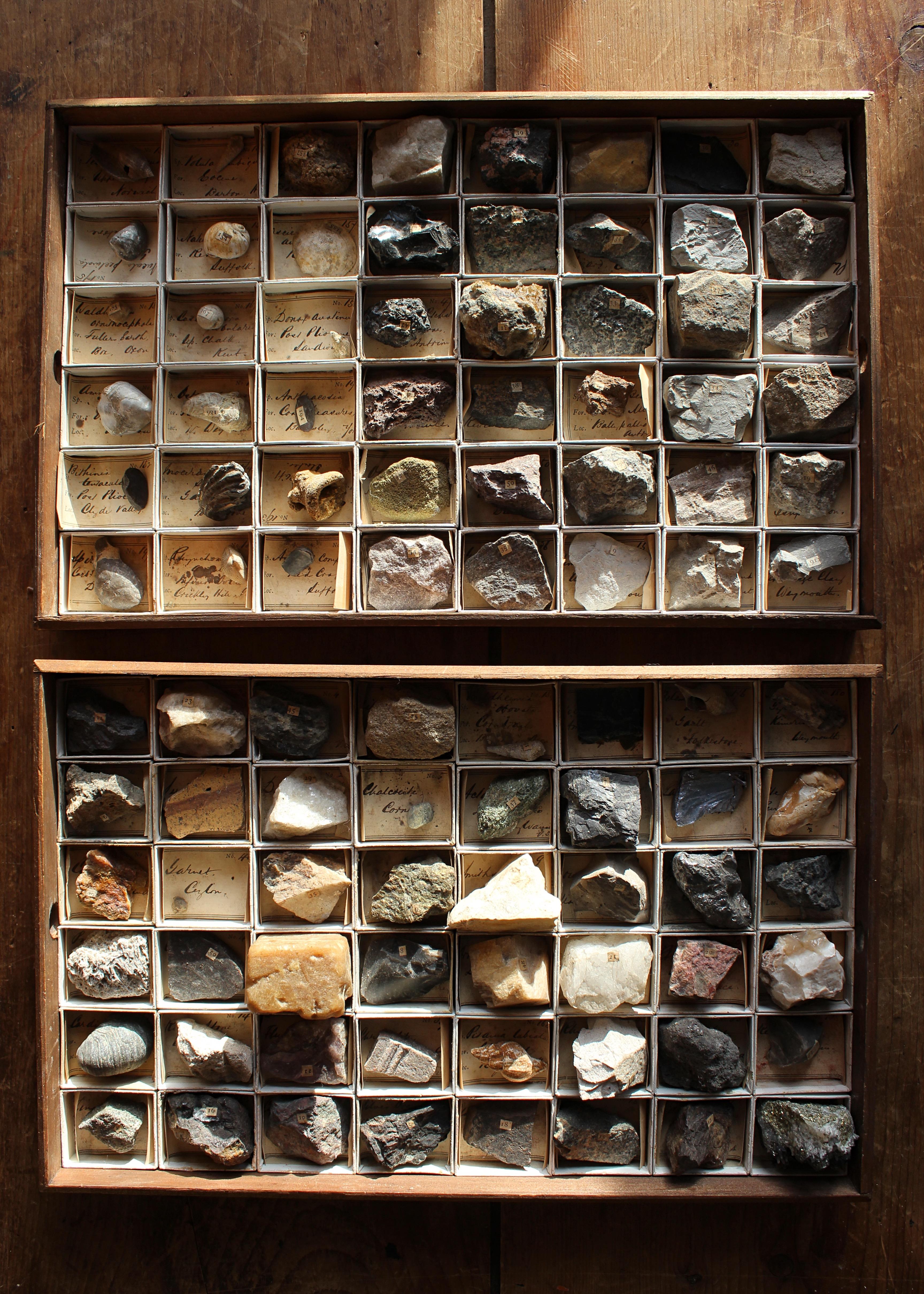 Late 19th C Gregory Bottley Scientific Collection of Mineral Fossils Shell  For Sale 8