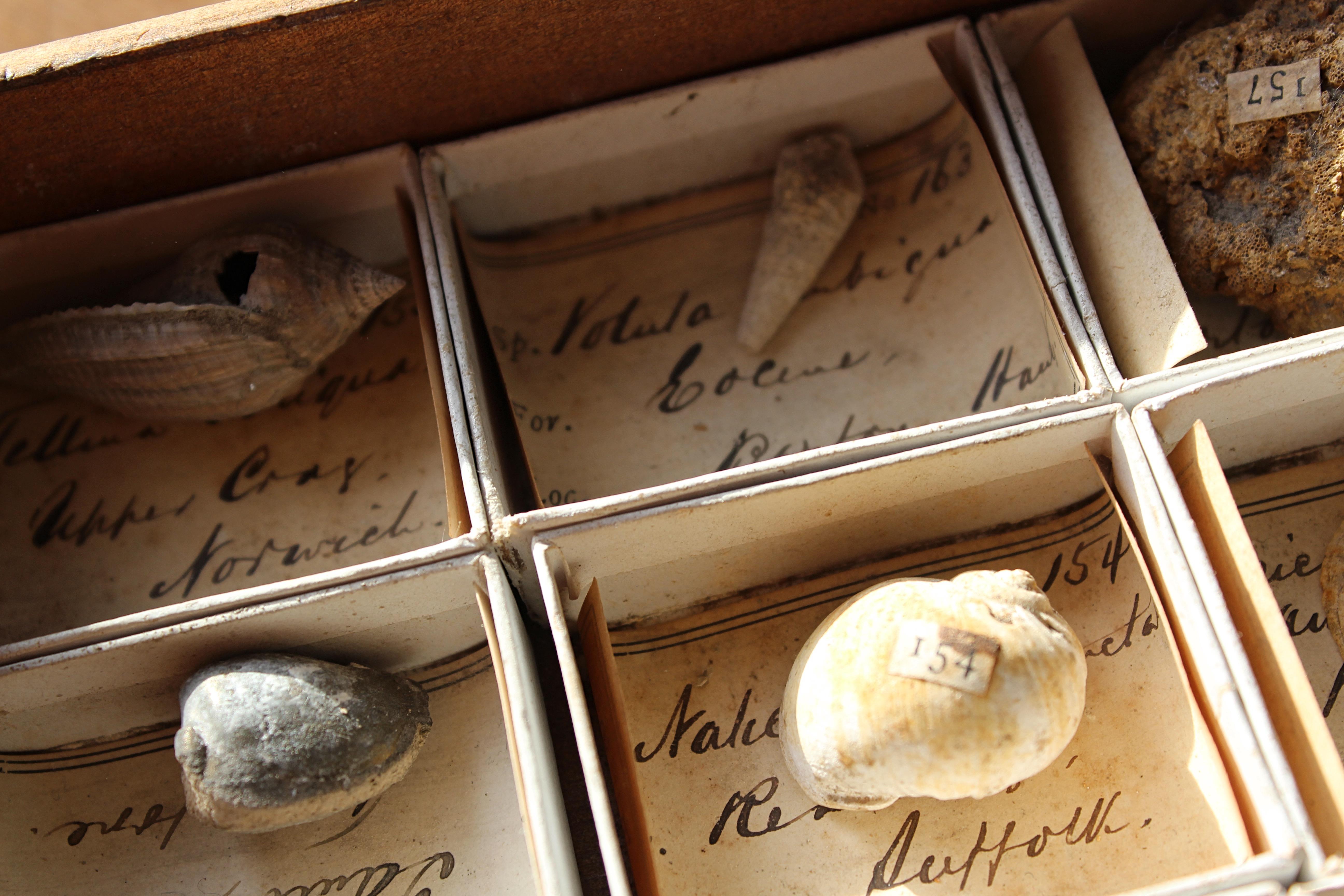 English Late 19th C Gregory Bottley Scientific Collection of Mineral Fossils Shell  For Sale