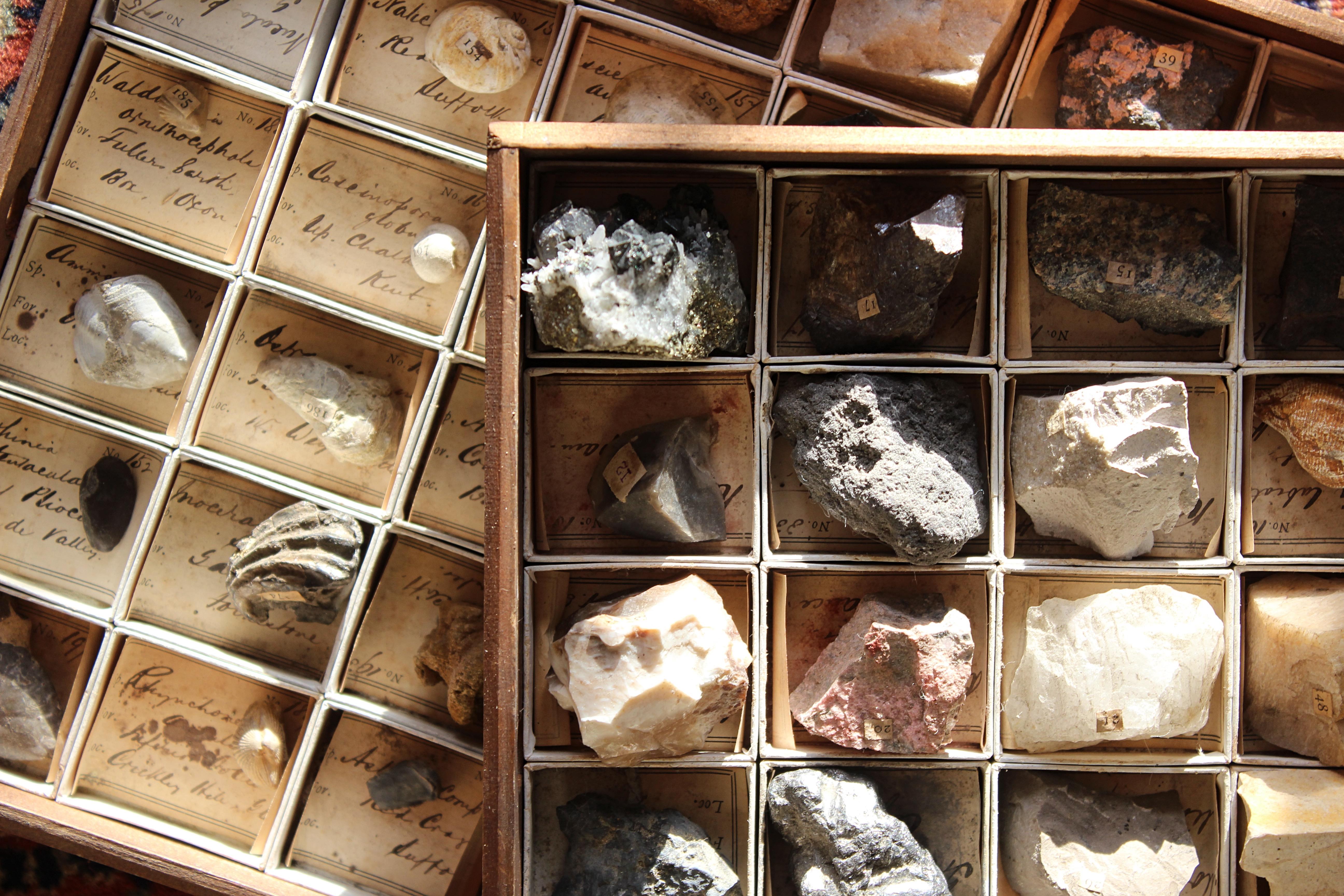 19th Century Late 19th C Gregory Bottley Scientific Collection of Mineral Fossils Shell  For Sale