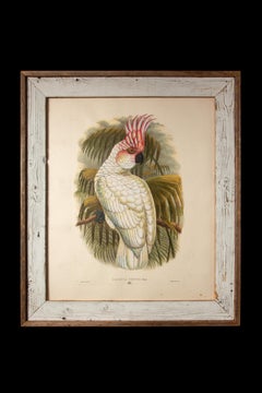 Late 19th C Pair Of William Gould Hand Colored Lithograph Prints of Cockatoos