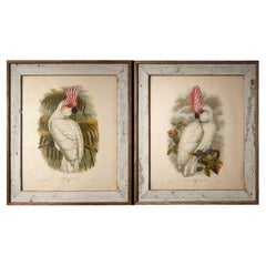 Late 19th C Pair Of William Gould Hand Colored Lithograph Prints of Cockatoos