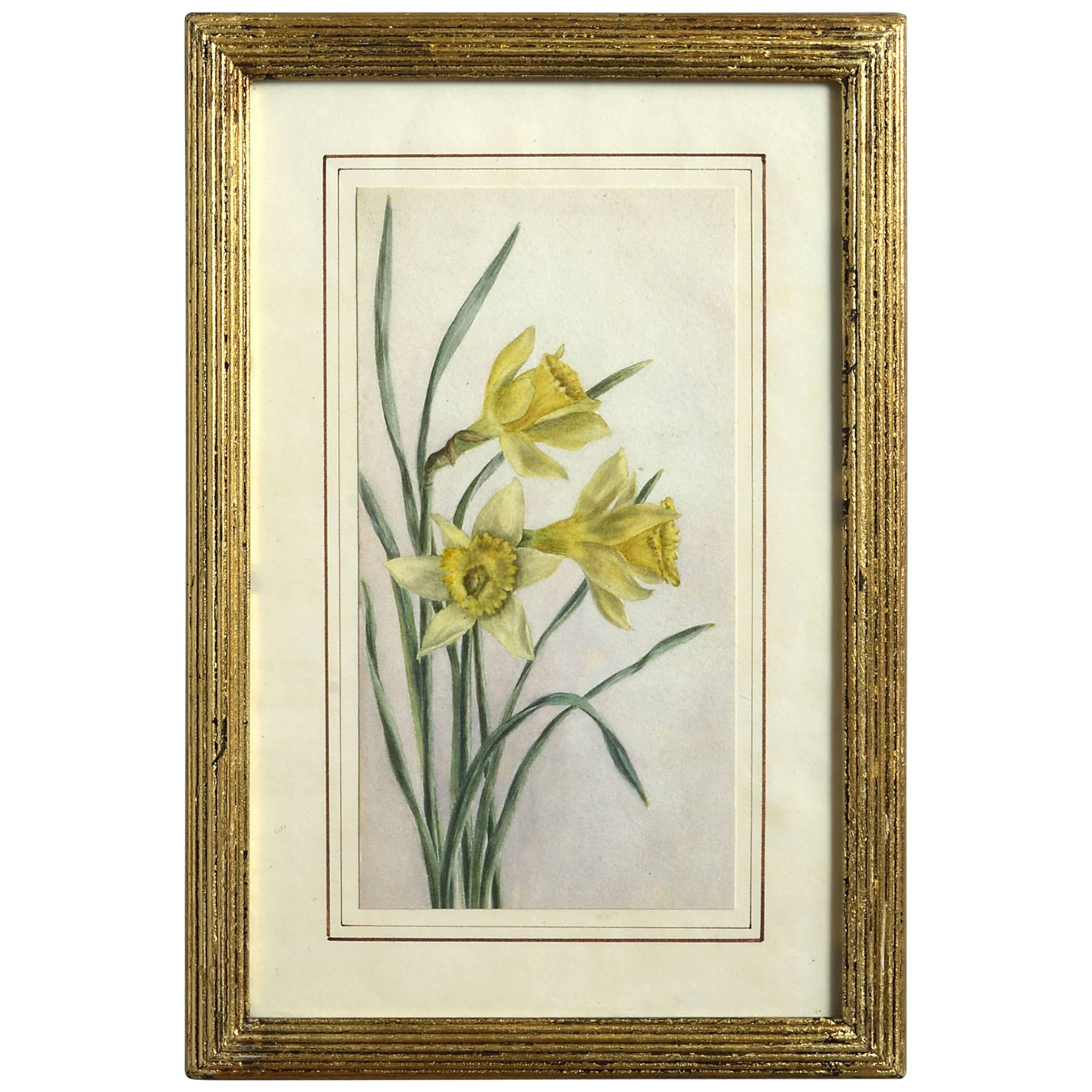 Late 19th Century 19th Century Watercolor Study of Dafffodils