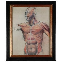 Antique Late 19th Century Academic Anatomical Male Chalk Study