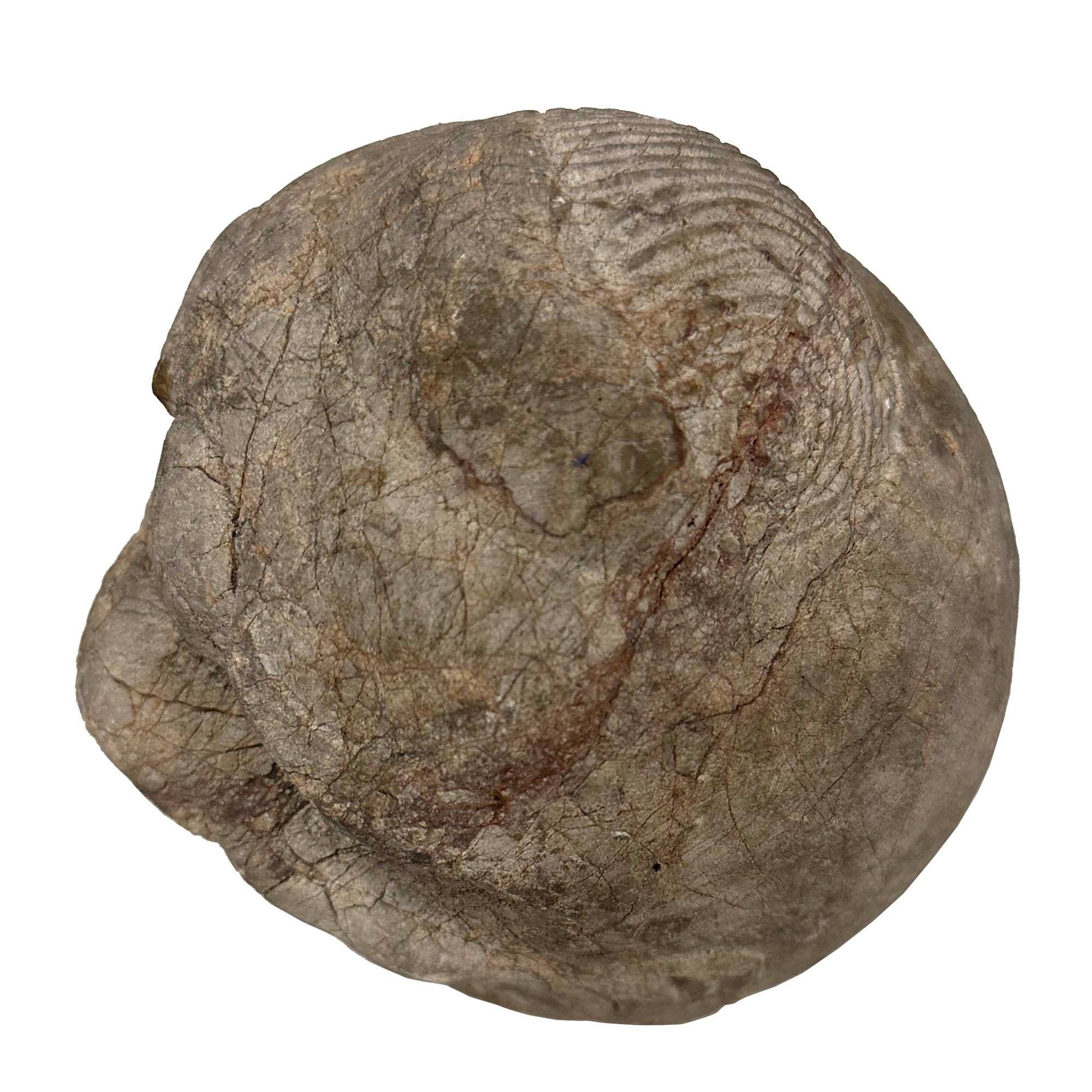 Testa di Eracle in pietra intagliata cinese della fine del XIX secolo in vendita 3