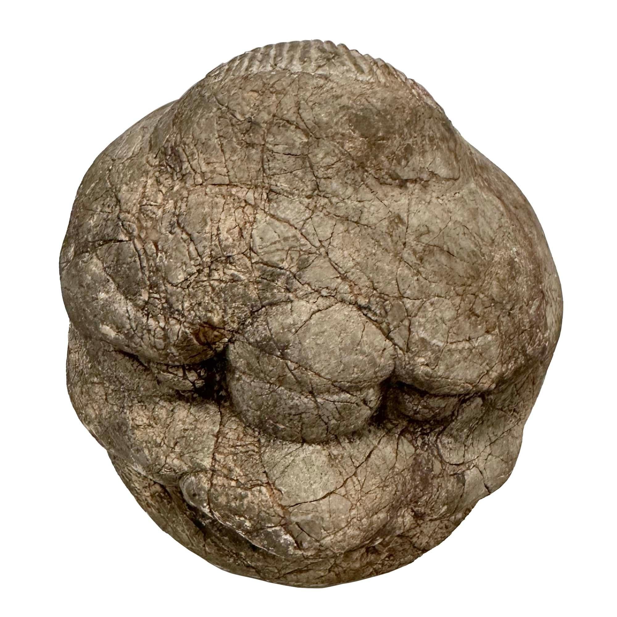 Testa di Eracle in pietra intagliata cinese della fine del XIX secolo In condizioni buone in vendita a Pomona, CA