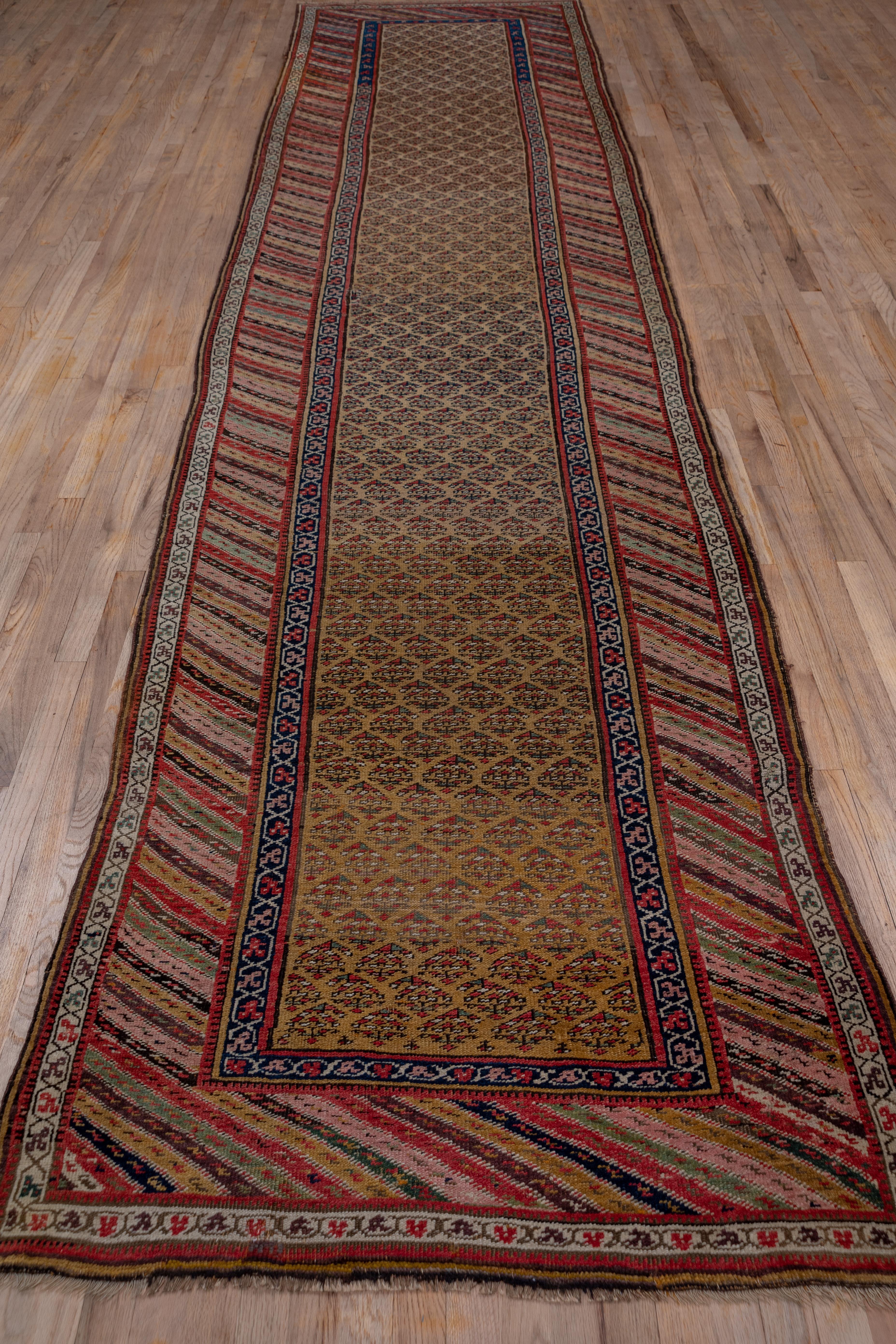The golden honey field of this antique Kurdish village runner displays reversing, half drop rows of openwork bottehs and is set within a diagonally striped poly chrome main border and clover-pattern guards in ivory and black. The all natural dye
